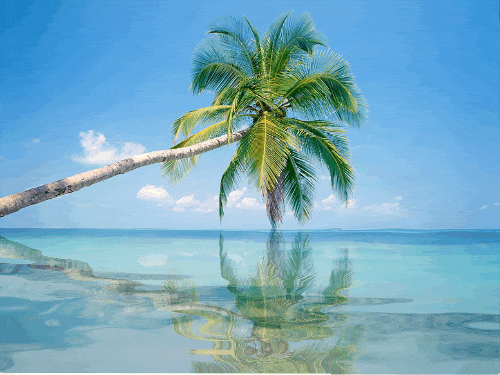 beach and ocean
